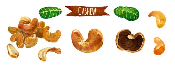 Cashew, watercolor illustration,  vector clipping path included — Stock Photo, Image