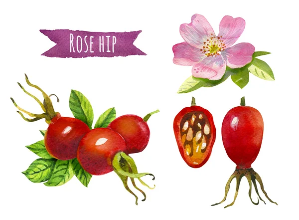 Rose hip, akvarell illustration, urklippsbana ingår — Stockfoto