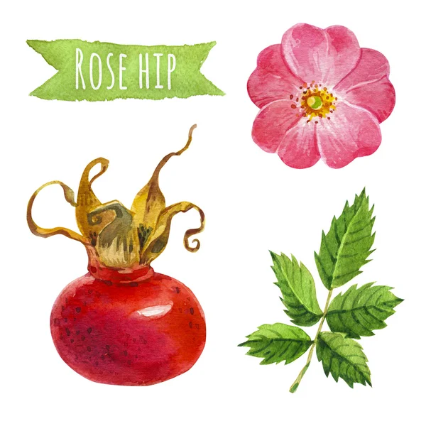 Rose hip, watercolor illustration,  clipping path included — Stock Photo, Image