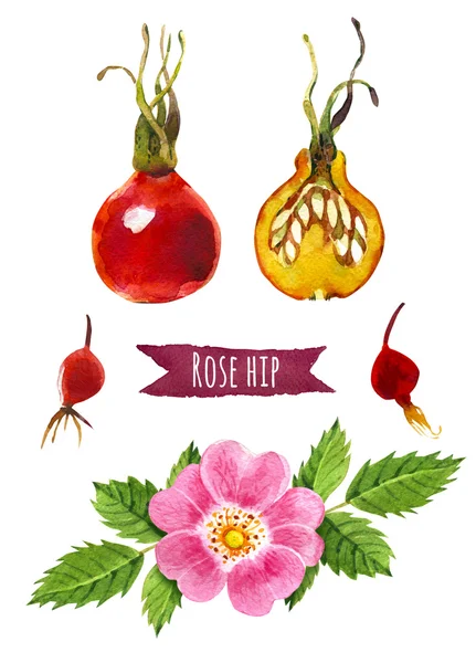 Rose hip, watercolor illustration,  clipping path included — Stock Photo, Image