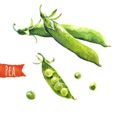 Green peas, watercolor illustration,  clipping paths included clipart