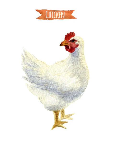Pollo isolato, illustrazione ad acquerello — Foto Stock