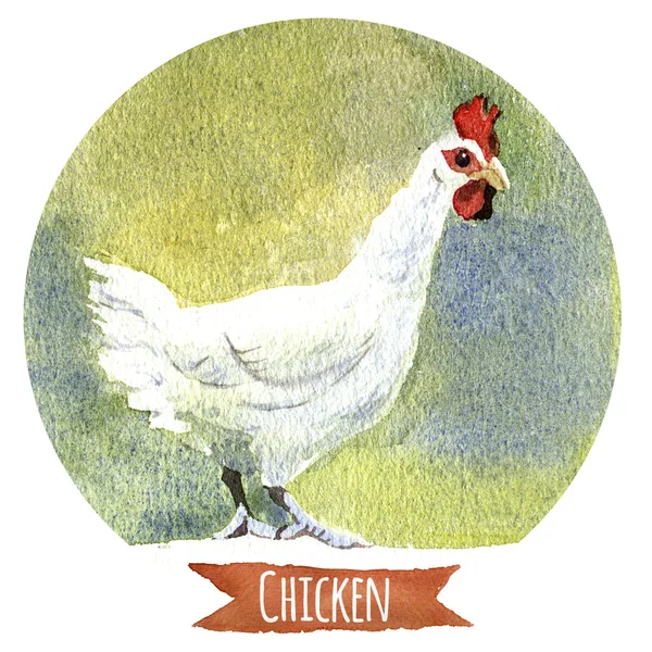 Pollo, illustrazione ad acquerello — Foto Stock