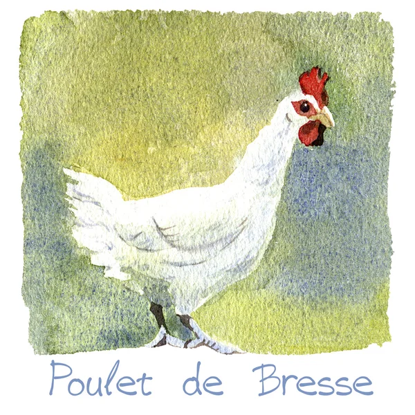 Pollo, illustrazione ad acquerello — Foto Stock