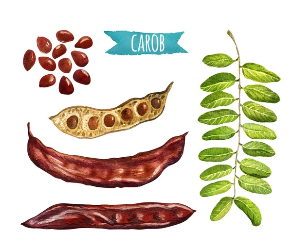 Carob tree pods, seeds and leaves, watercolor illustration with — Stock Photo, Image