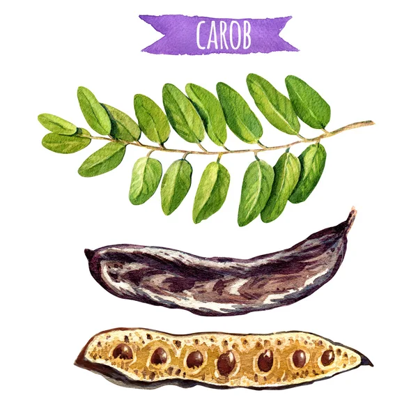 Carob 나무 깍 지와 잎, clippin와 수채화 그림 — 스톡 사진