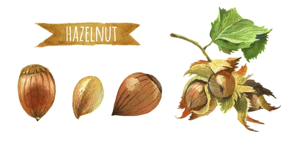 Hazelnuts with leaves, watercolor illustration with clipping pat — Stock Photo, Image