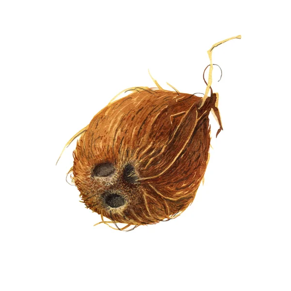 Cocco isolato, illustrazione ad acquerello con percorso di ritaglio — Foto Stock