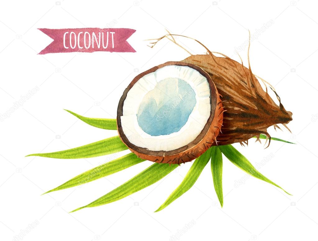 Coconut with leaves, watercolor illustration with clipping path