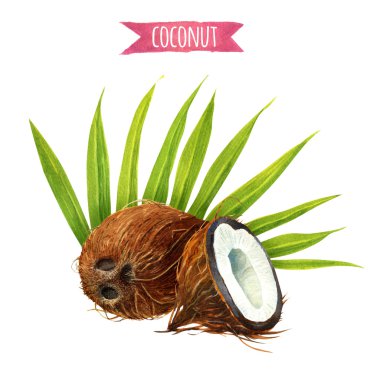 Hindistan cevizi yaprakları, suluboya resim kırpma yoluyla