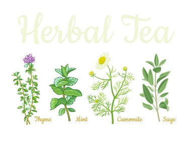 Beyaz arka planda izole edilmiş çay otları koleksiyonu. Kekik, nane, papatya, adaçayı.