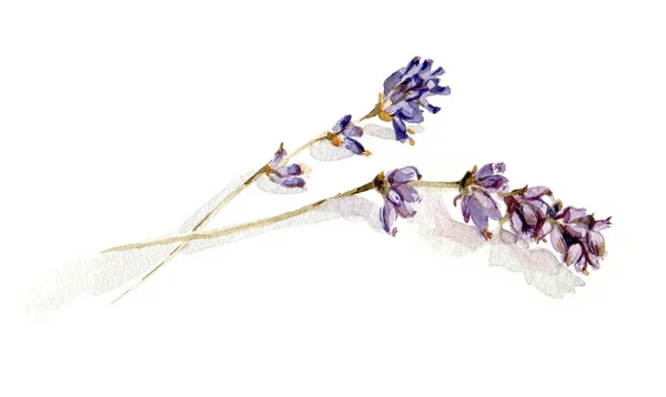 Ramitas de lavanda secas — Foto de Stock