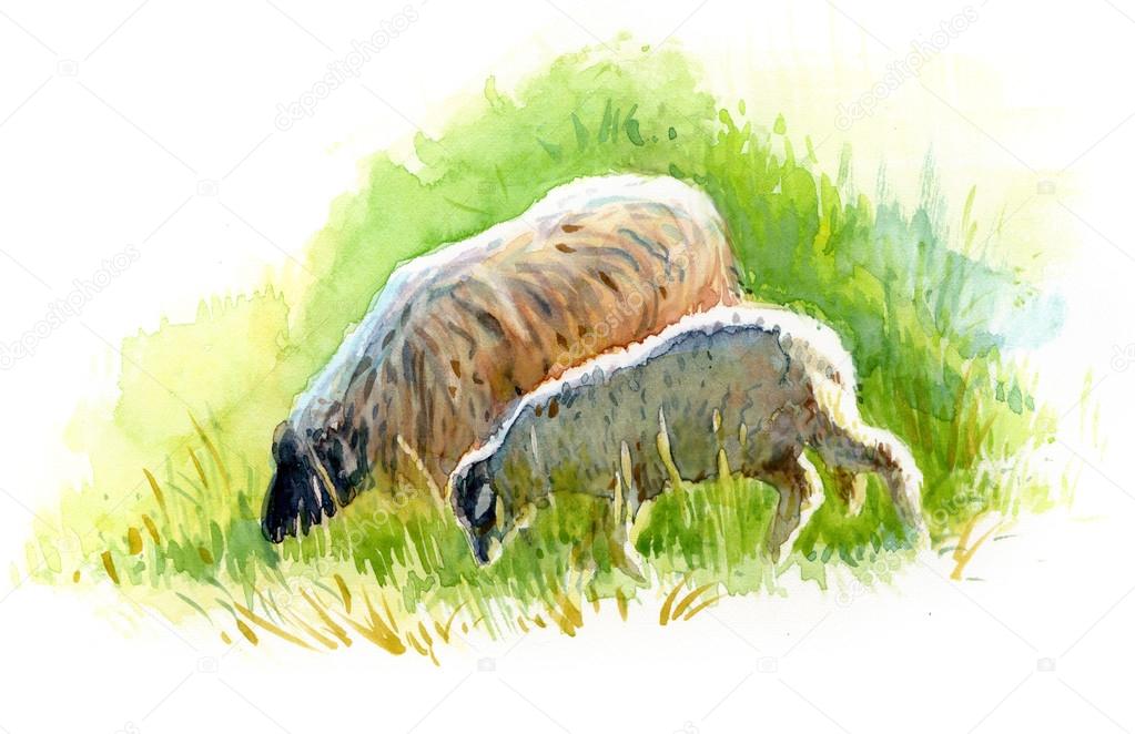 Sheeps pasturing