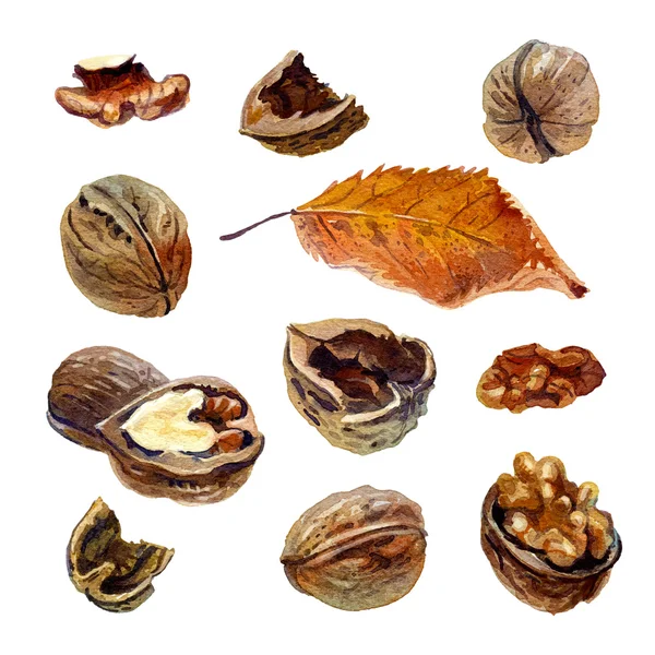 Vlašské ořechy, malované akvarelem — Stock fotografie