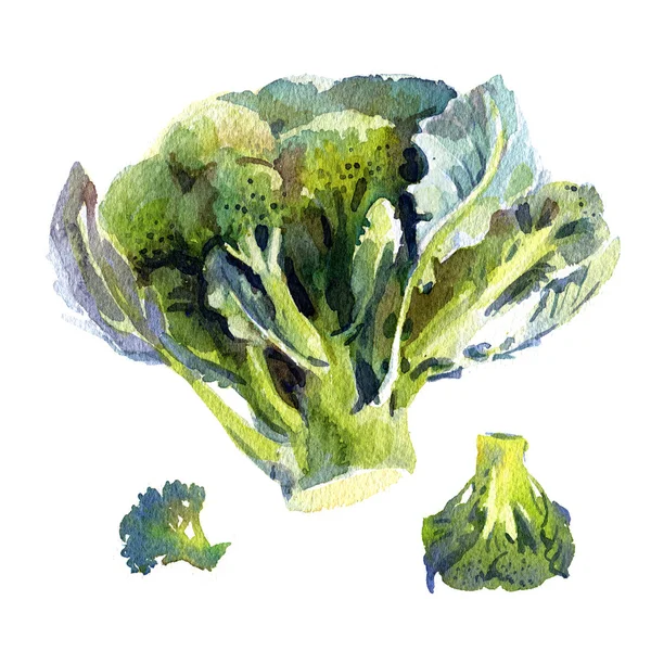 Broccoli isolati, acquerello illustrarion — Foto Stock