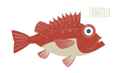 Sebastes (rockfish) illüstrasyon vektör