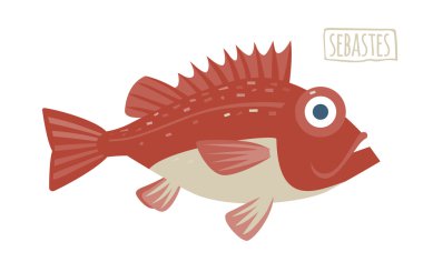 Sebastes (rockfish) vector illustration clipart
