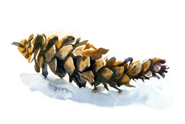 Pine cone, watercolor clipart