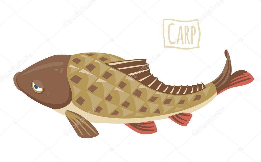Carp, vector cartoon illustration