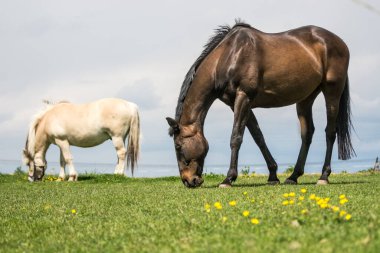 At ve tay çayırda otluyor..