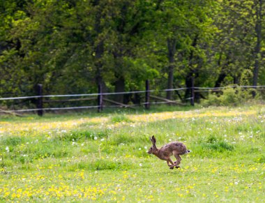 Yeşil çimlerde bir tavşan