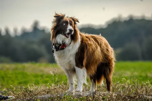 Porträt Eines Hundes — Stockfoto