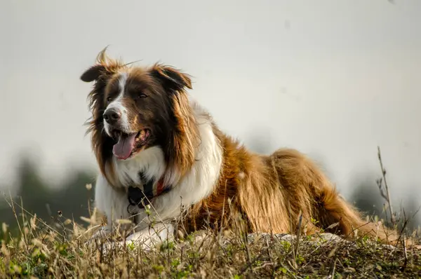 Hund Ras Gräns Collie — Stockfoto