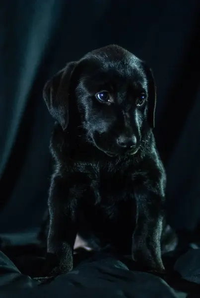 Siyah Arka Planda Siyah Labrador Köpeği Stüdyoda — Stok fotoğraf