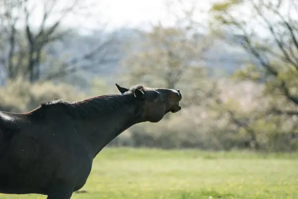 Pâturage Chevaux Sur Une Prairie Verte — Photo