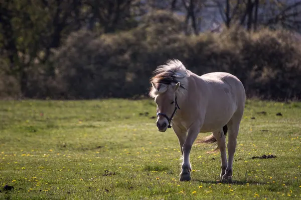 Pâturage Chevaux Dans Prairie — Photo