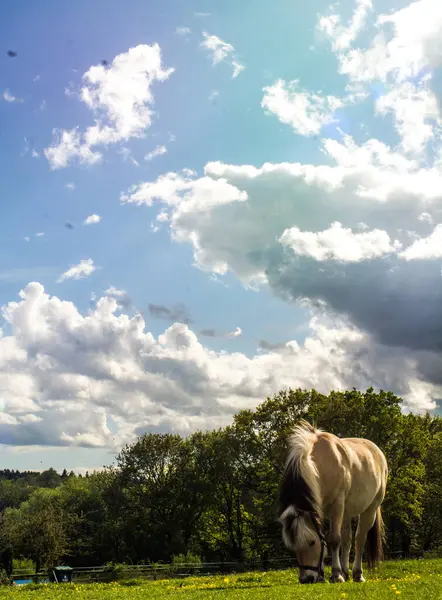 Beau Cheval Sur Une Prairie — Photo