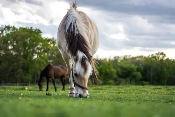 Chevaux Dans Pâturage — Photo