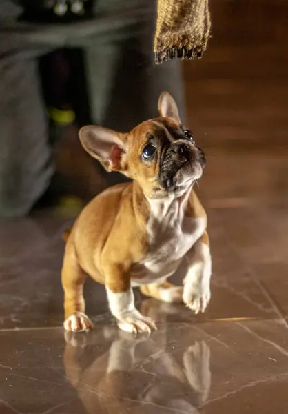 french bulldog playing at home