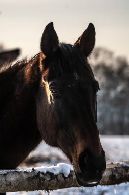 Beyaz arka planda kahverengi bir eşeğin yakın plan fotoğrafı.