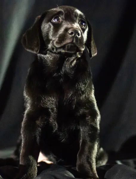 black labrador puppy on a black background