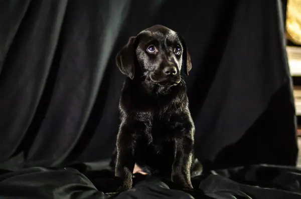 black labrador puppy on a black background