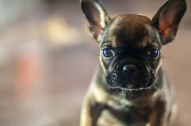 Neşeli Fransız buldogları sempatik küçük köpeklerdir. Cazibeleri ve sevgileriyle her köpek severin pençelerine dolanırlar..