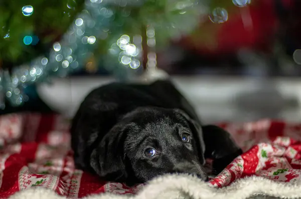 Dog Breed Christmas Toy Puppy — Stock Photo, Image