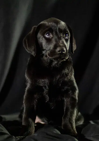 cute labrador puppy on a black background