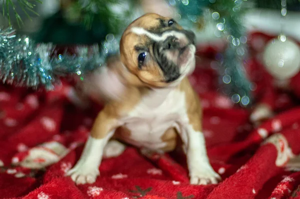 Cheerful French Bulldogs Sympathetic Little Dogs Who Charm Affection Quickly — Stock Photo, Image