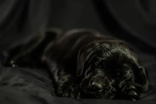 Labrador Noir Récupérateur Chiot Dormir Sur Fond Sombre — Photo