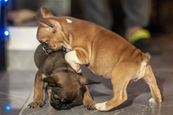 Fröhliche Französische Bulldoggen Sind Sympathische Kleine Hunde Die Sich Mit — Stockfoto