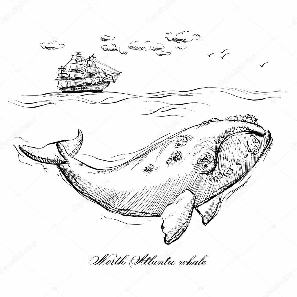 Vector hand drawn illustration of whale. Sea creature. 