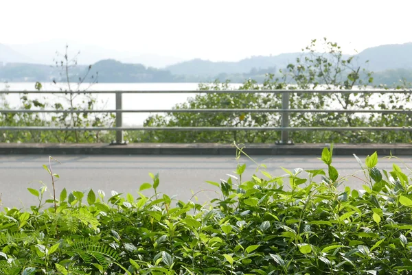 Car road with side green plants