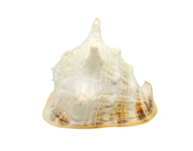 Beyaz arkaplanda izole edilmiş kabuk