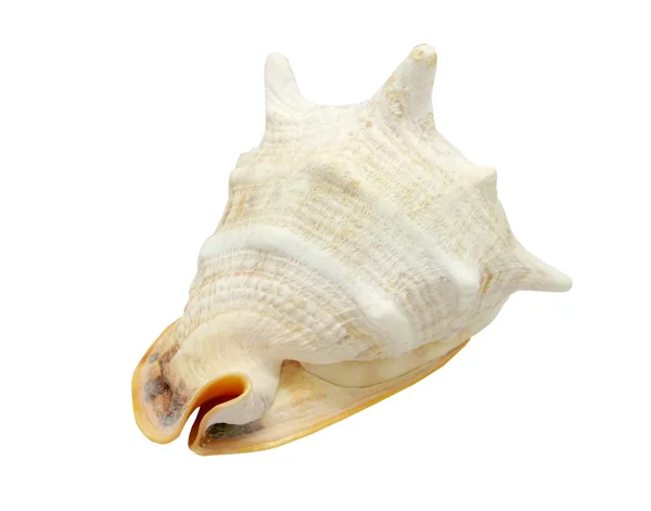 Isolerade seashell dekoration på vit bakgrund — Stockfoto