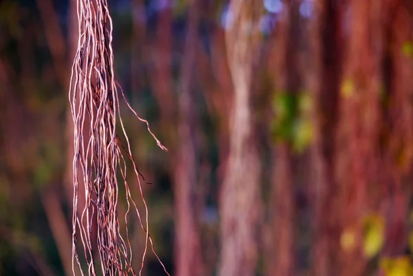 Viti di albero bruno nella foresta pluviale — Foto Stock