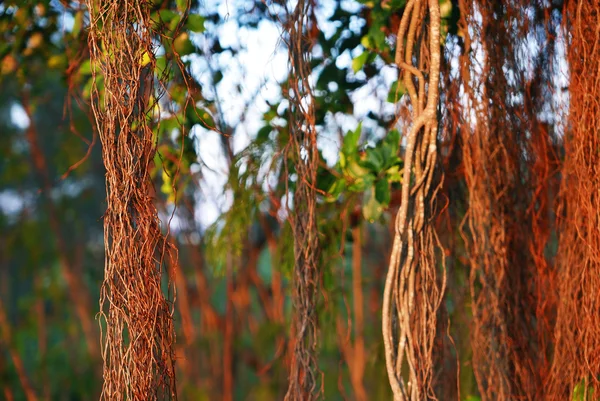 Viti di albero bruno nella foresta pluviale — Foto Stock