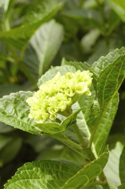 ışık yeşil lor çiçek topu yaprakları ile