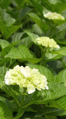 ışık yeşil lor çiçek topları yaprakları closeup ile